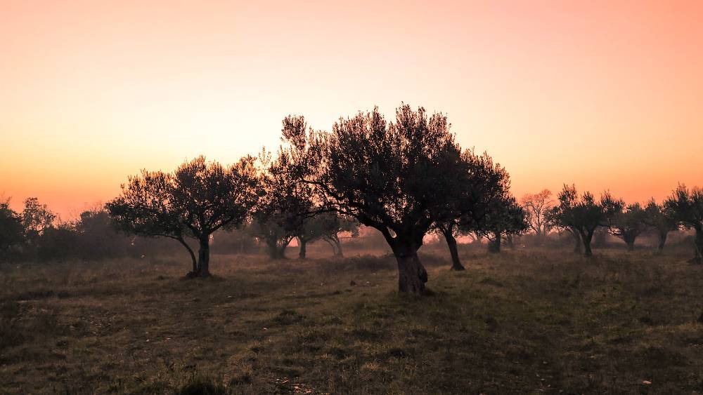 Ager Oliva, l'azienda che salva gli olivi abbandon