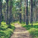 Servizi ecosistemici, cosa sono e perchè sono importanti servizi ecosistemici