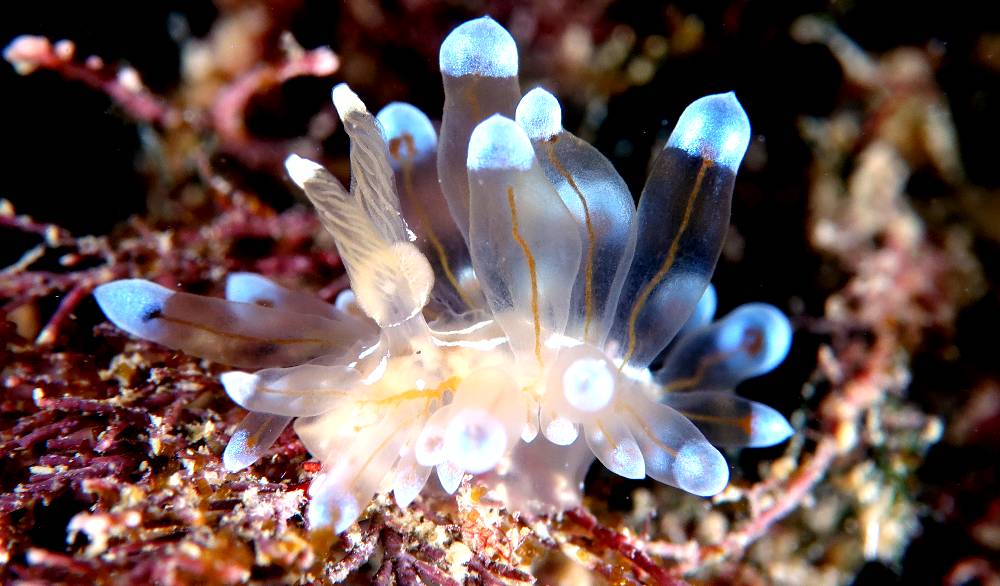 Fotografia del mollusco Antiopella cristata