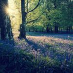 Forest bathing e forest therapy, cosa sono e perché sono differenti forest bathing