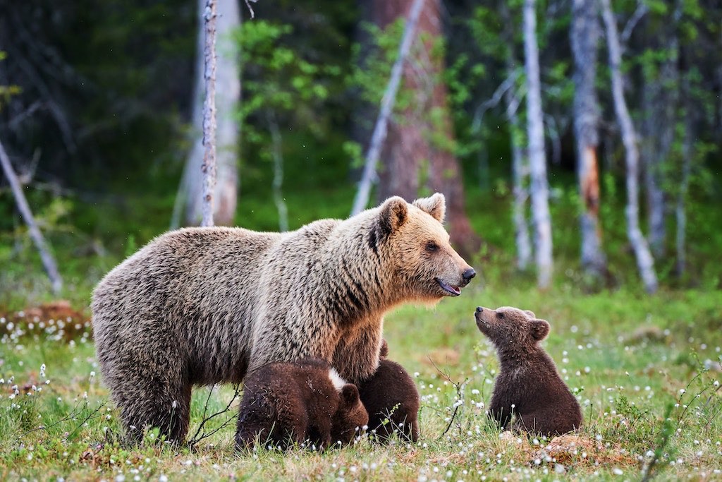 fotografia di un'orsa bruna con i propri cuccioli