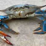 Facciamo chiarezza sul granchio blu granchio blu