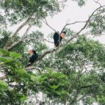 Fragments of extinction, conoscere la biodiversità attraverso l’ecoacustica ecoacustica