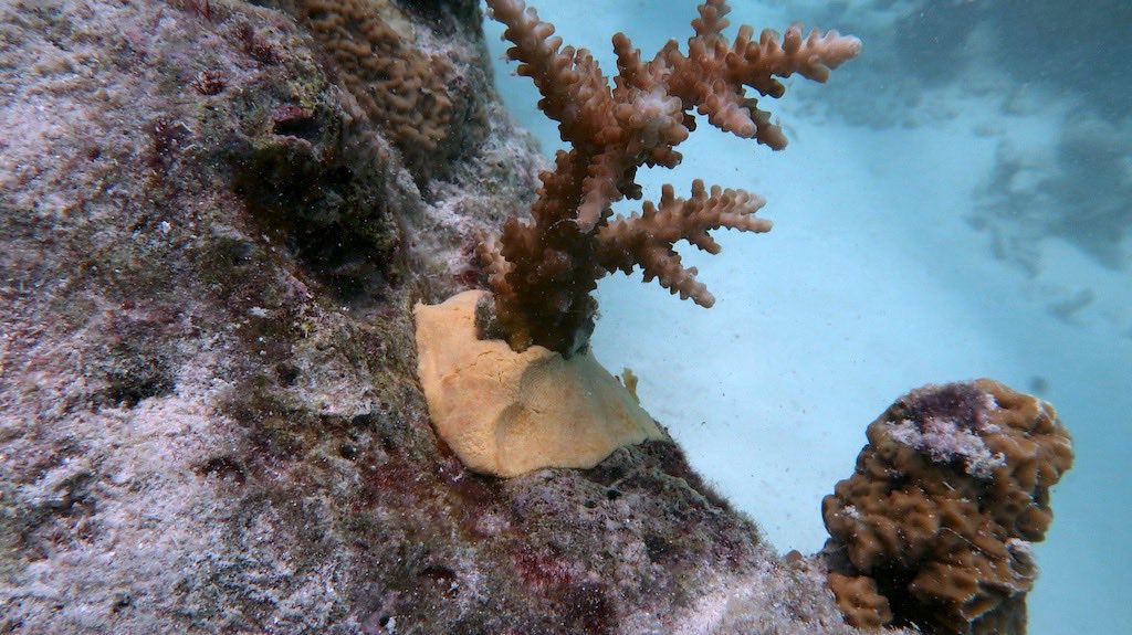 Corallo e nuovo materiale