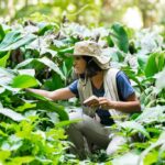 Cosa sono i Crediti di Biodiversità: guida aggiornata 2025 crediti di biodiversità