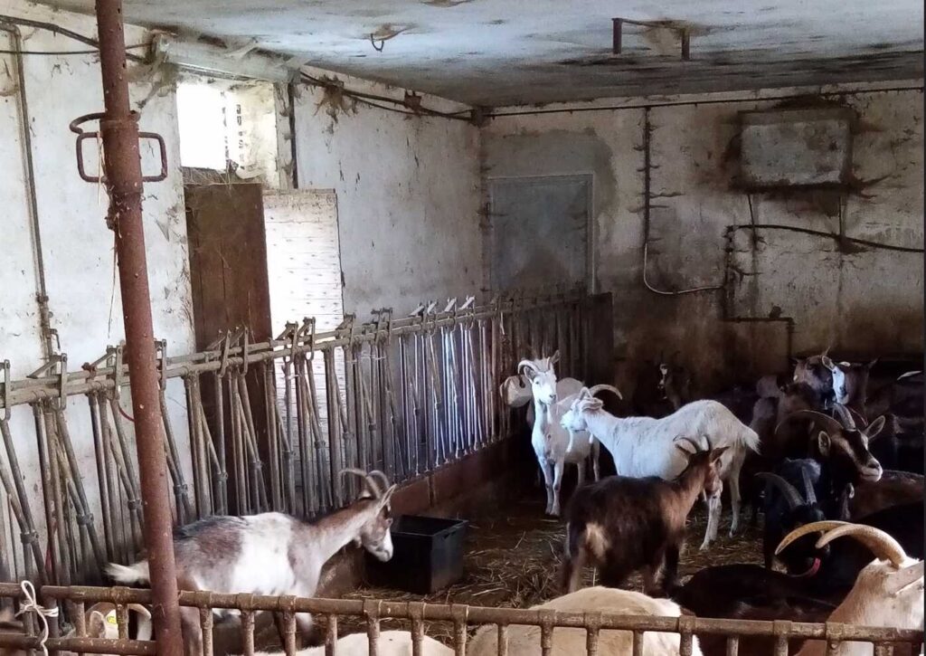 Fotografia della stalla di Wilma Traversa