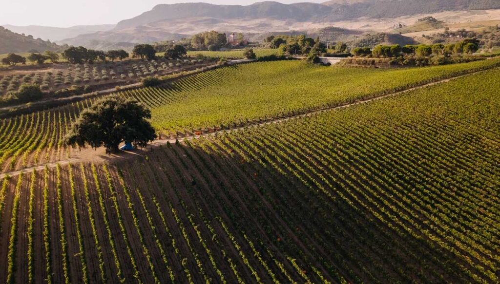 Fotografia della tenuta Baglio di Pianetto