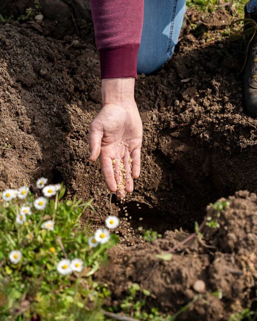 Fotografia del polimero biodegradabile nei rimpiazzi delle viti
