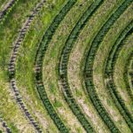 L’arte di “coltivare vita” tra il silenzio del Collio Fotografia dei vitigni della Tenuta Stella