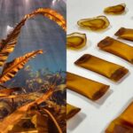 Plastica dalle alghe: la soluzione di PlantSea per le capsule di detersivo Plastica dalle alghe